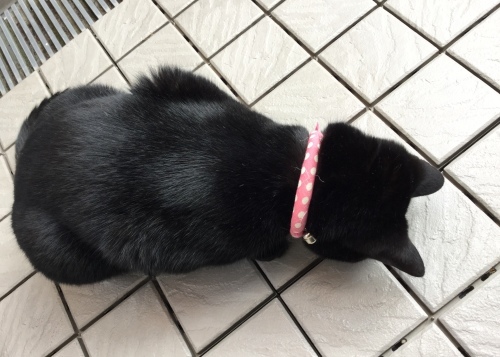 虫干し？？_e0358096_20315781.jpeg