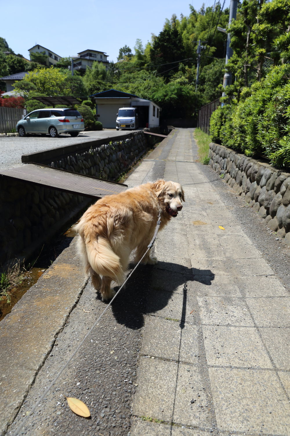 梅雨の晴れ間_b0275998_12491472.jpg