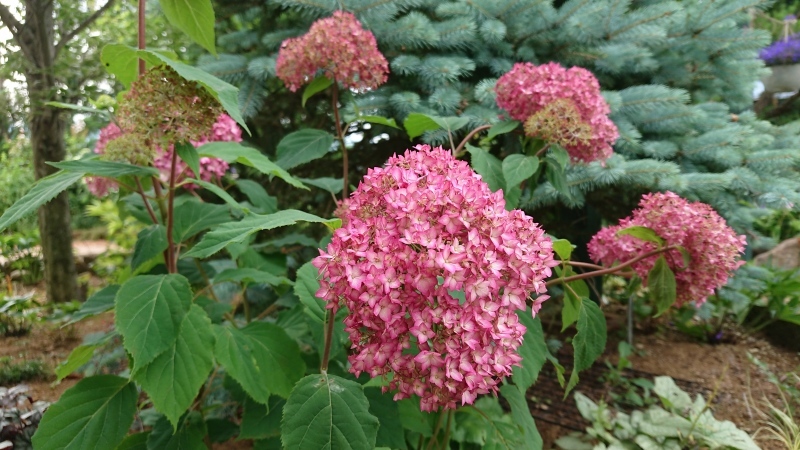 山紫陽花がいい感じ♪_c0320302_23080998.jpg