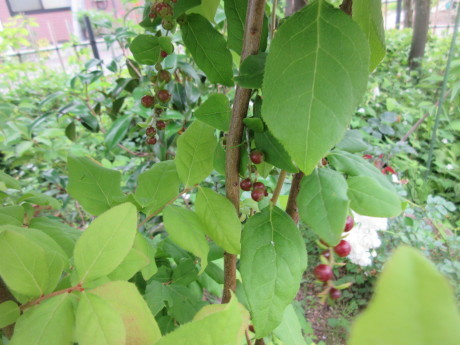 a0203003_16224263.jpg