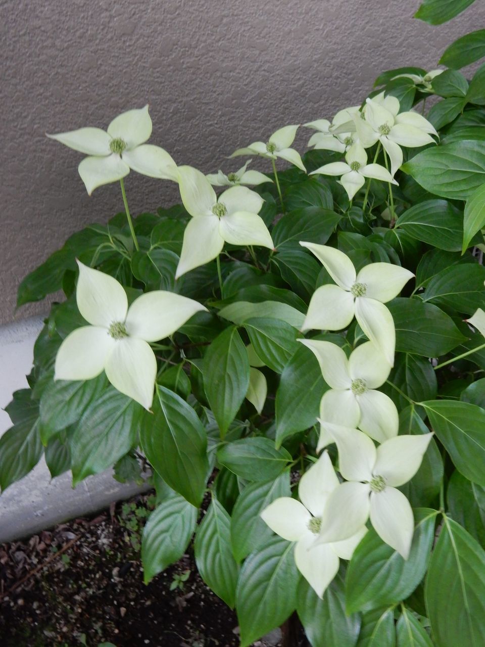 6月23日のtwitter_c0025115_21233590.jpg