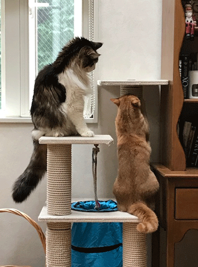 e0195115_10210514.gif
