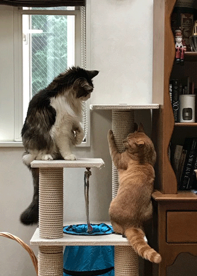 e0195115_10212214.gif