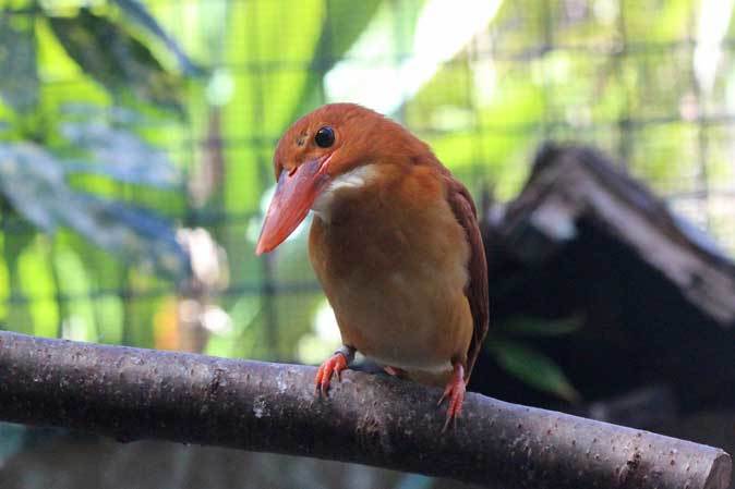 上野動物園 日本の鳥 アカショウビンとルリカケス 続々 動物園ありマス