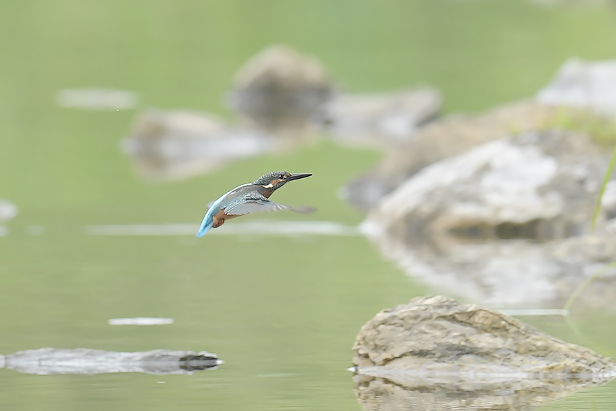 180623 雄が小魚運ぶ_c0278820_18060368.jpg