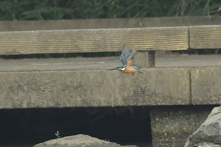 180623 雄が小魚運ぶ_c0278820_18272254.jpg