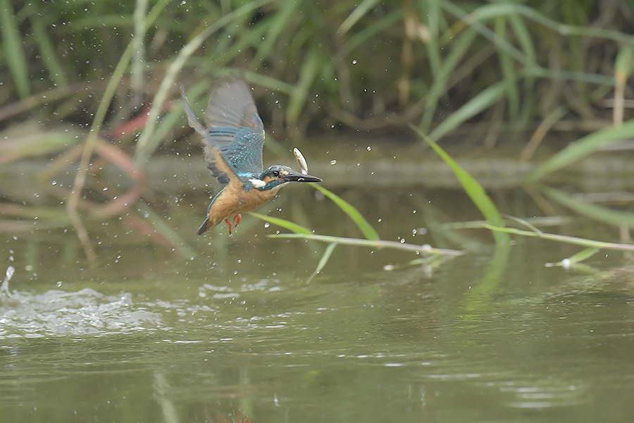 180623 雄が小魚運ぶ_c0278820_18293040.jpg