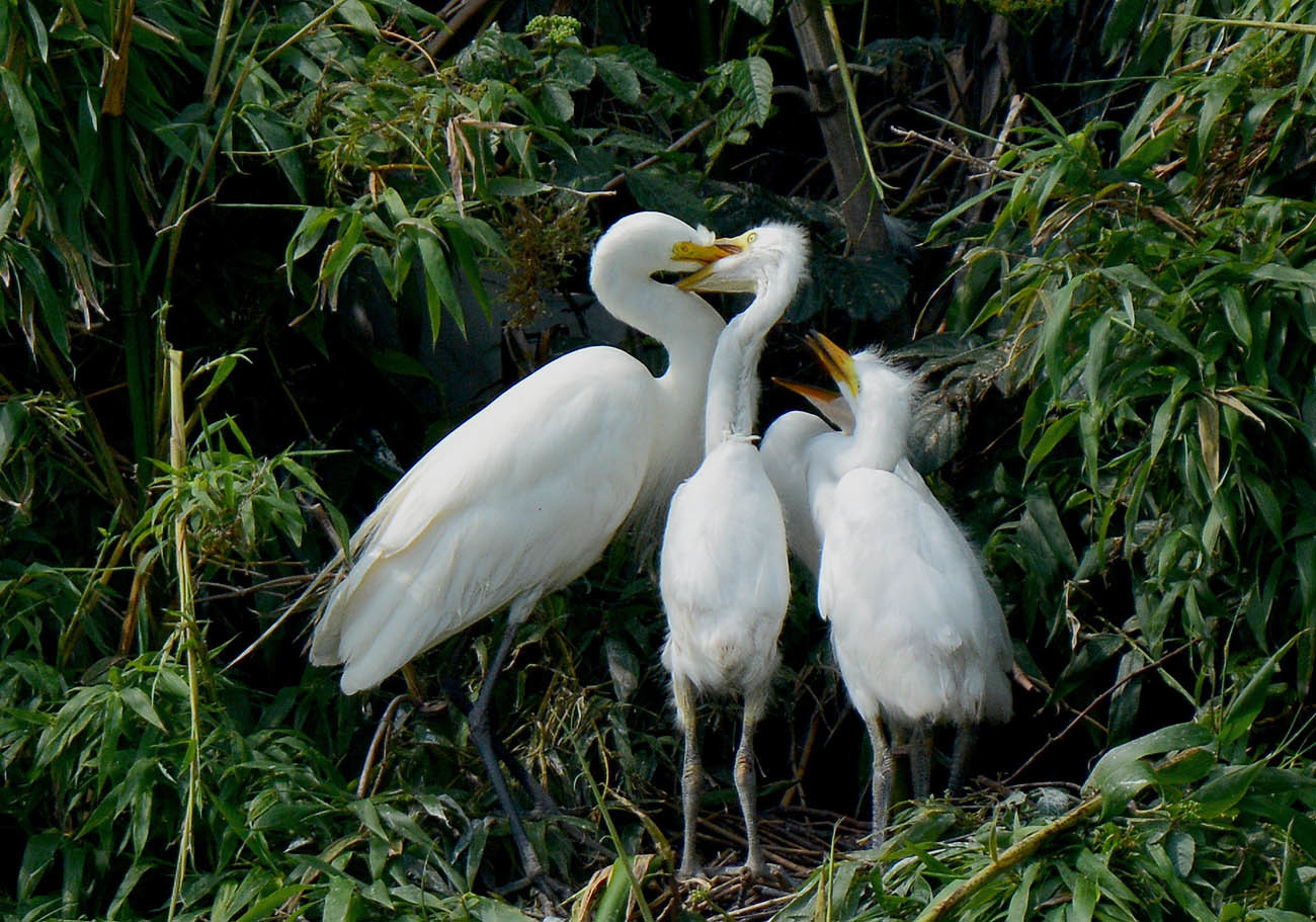 吉川のサギ2018_d0175022_19525942.jpg