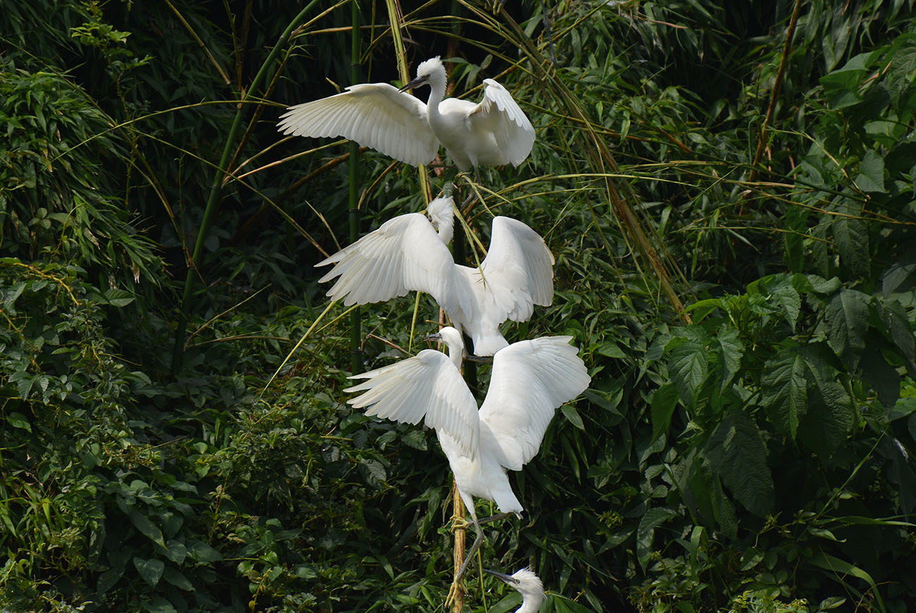 吉川のサギ2018_d0175022_19544121.jpg