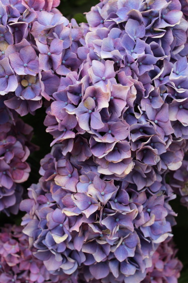 太閤山ランドの紫陽花_b0132338_16195039.jpeg