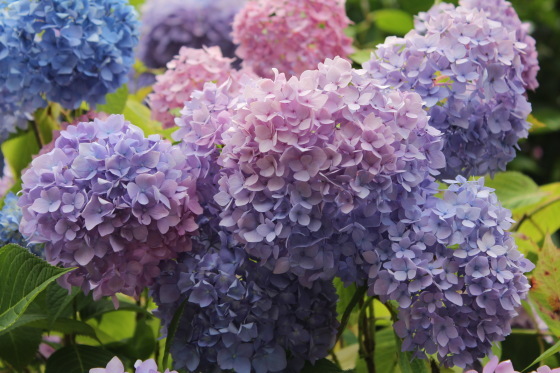 太閤山ランドの紫陽花_b0132338_16201871.jpeg