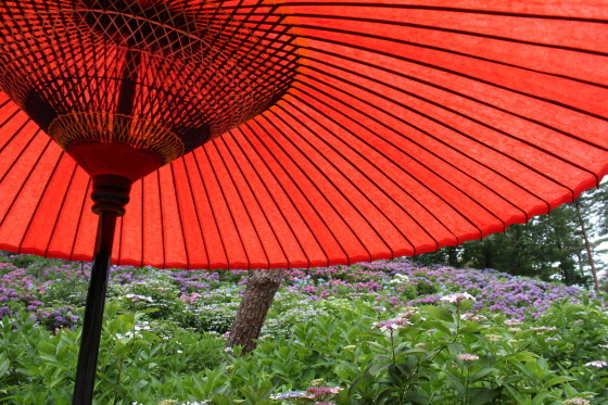 太閤山ランドの紫陽花_b0132338_16205280.jpeg