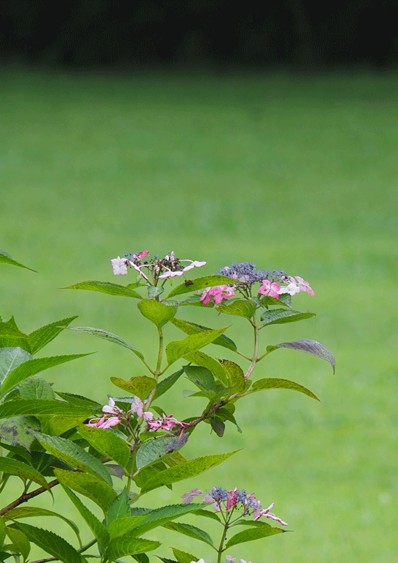 d0290240_11090669.gif