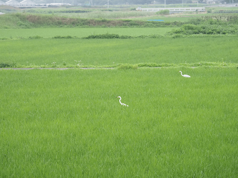 d0290240_11100110.gif