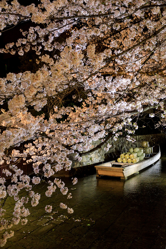 桜咲く京都2018　木屋町・高瀬川の桜たち_f0155048_22251161.jpg