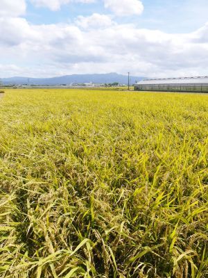 砂田のこだわりれんげ米　田植えを現地取材(2018)後編　ここでしか買えないお米です!!_a0254656_17135182.jpg