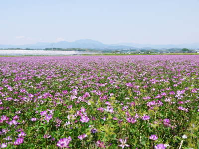 砂田のこだわりれんげ米 田植えを現地取材(2018)後編 ここでしか買えないお米です!!_a0254656_17295864.jpg