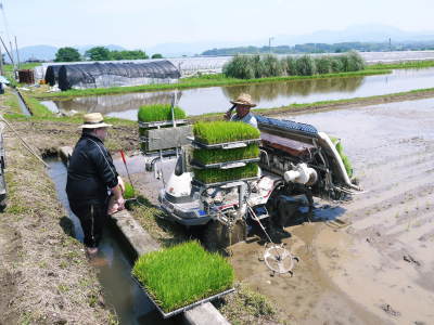 砂田のこだわりれんげ米　田植えを現地取材(2018)後編　ここでしか買えないお米です!!_a0254656_17400697.jpg