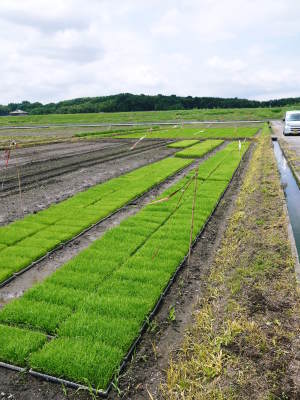 砂田のこだわりれんげ米 田植えを現地取材(2018)後編 ここでしか買えないお米です!!_a0254656_17564362.jpg