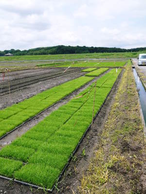 砂田のこだわりれんげ米　田植えを現地取材(2018)後編　ここでしか買えないお米です!!_a0254656_17564362.jpg