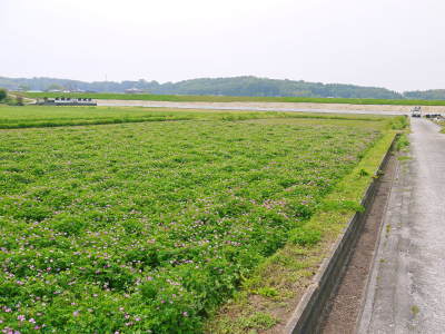 砂田のこだわりれんげ米　田植えを現地取材(2018)後編　ここでしか買えないお米です!!_a0254656_18011900.jpg