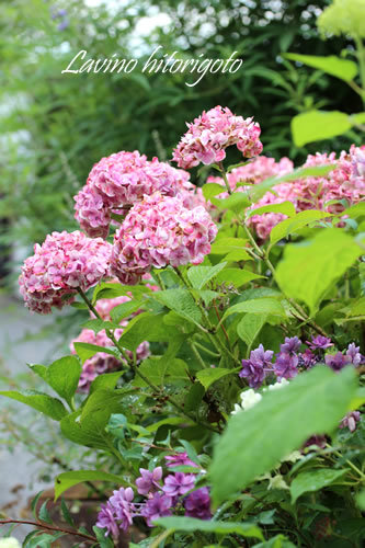 紫陽花モナリザの変身 らびのひとりごと 紫陽花モナリザの変身 らびのひとりごと