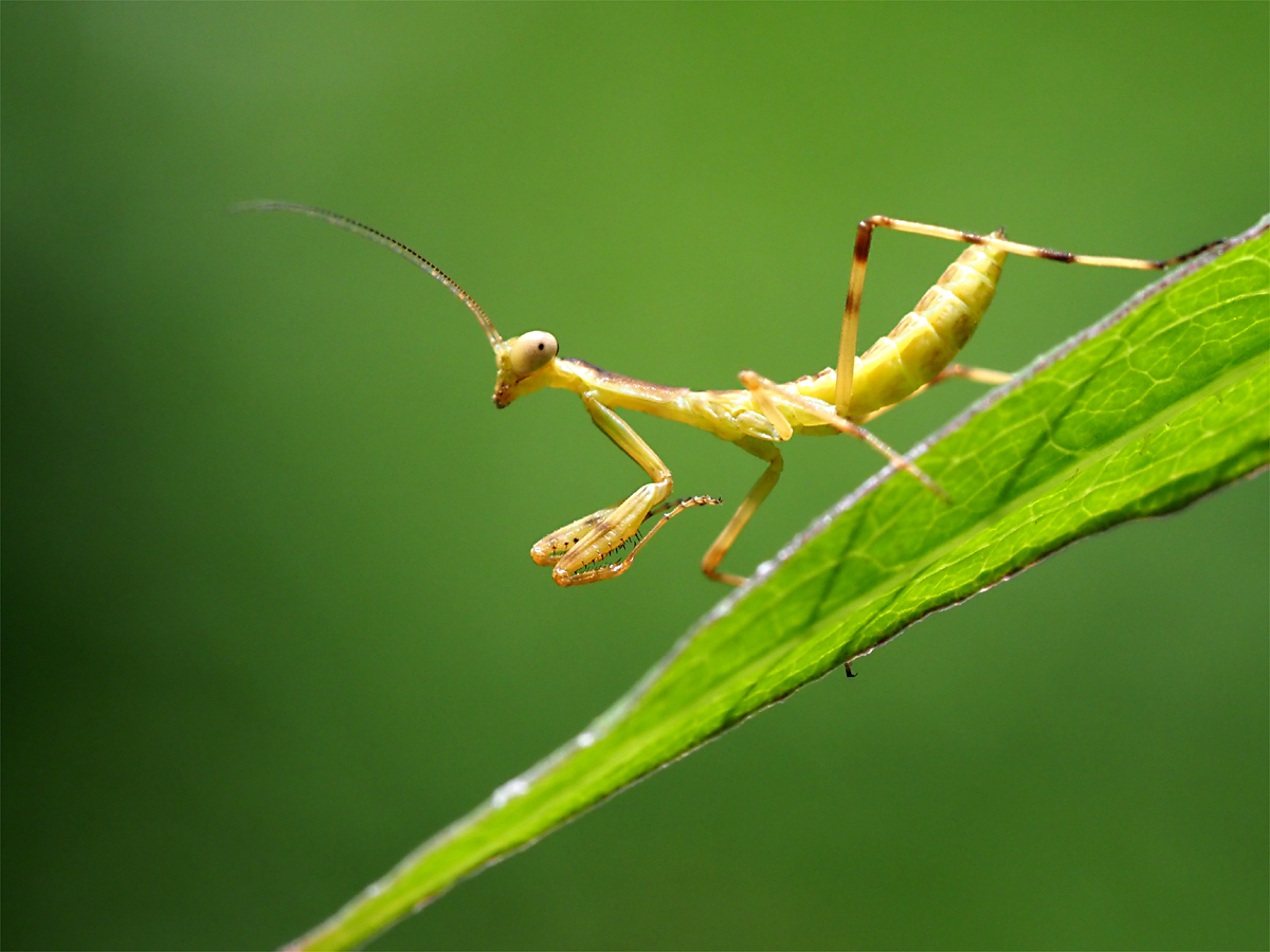 カマキリ幼体 マッシーの四季折々