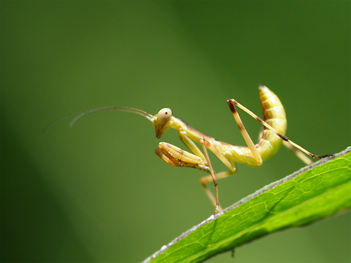 カマキリ幼体_d0283373_15503594.jpg