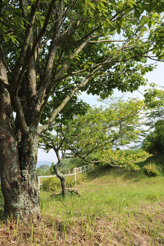 梅干し用の梅をもぐ 裏山の梅の木 Crosse 便り