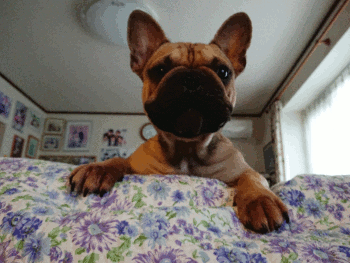 b0056476_12283707.gif
