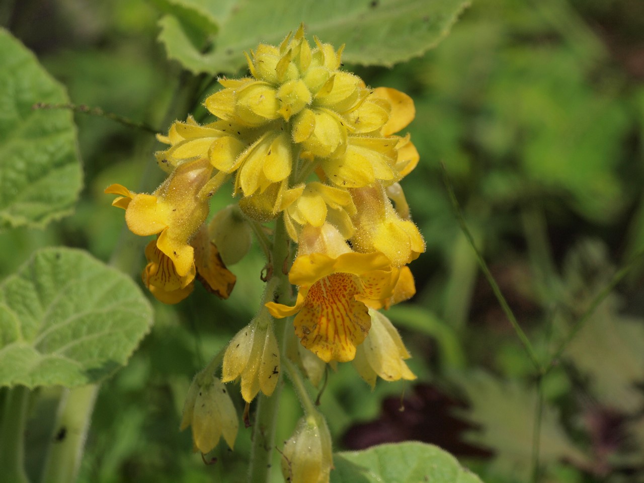 『角胡麻(ツノゴマ)と木大角豆(キササゲ)と菊苦菜(キクニガナ)や馬の鈴草(ウマノスズクサ)等･････』_d0054276_19561942.jpg