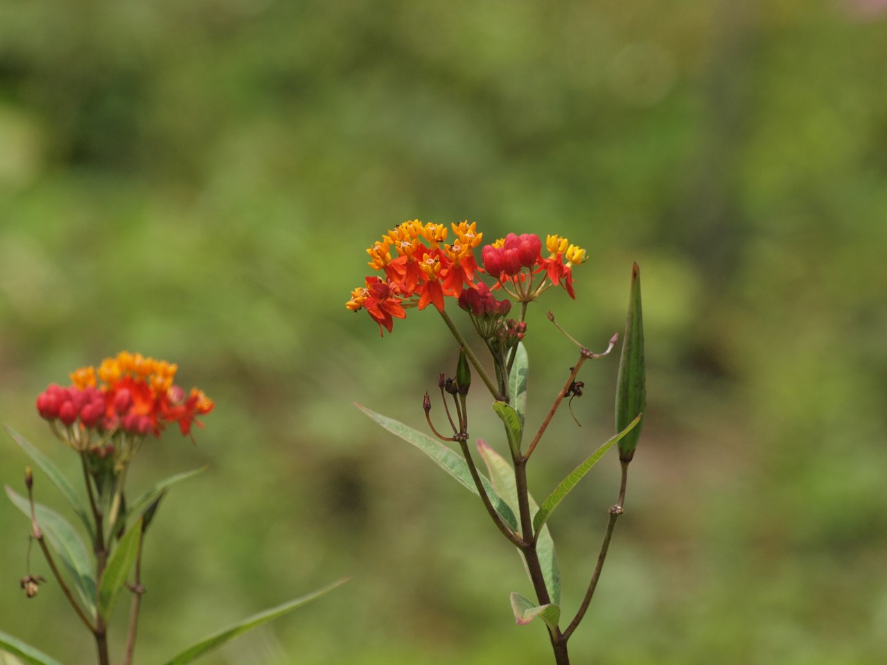 『角胡麻(ツノゴマ)と木大角豆(キササゲ)と菊苦菜(キクニガナ)や馬の鈴草(ウマノスズクサ)等･････』_d0054276_19565861.jpg