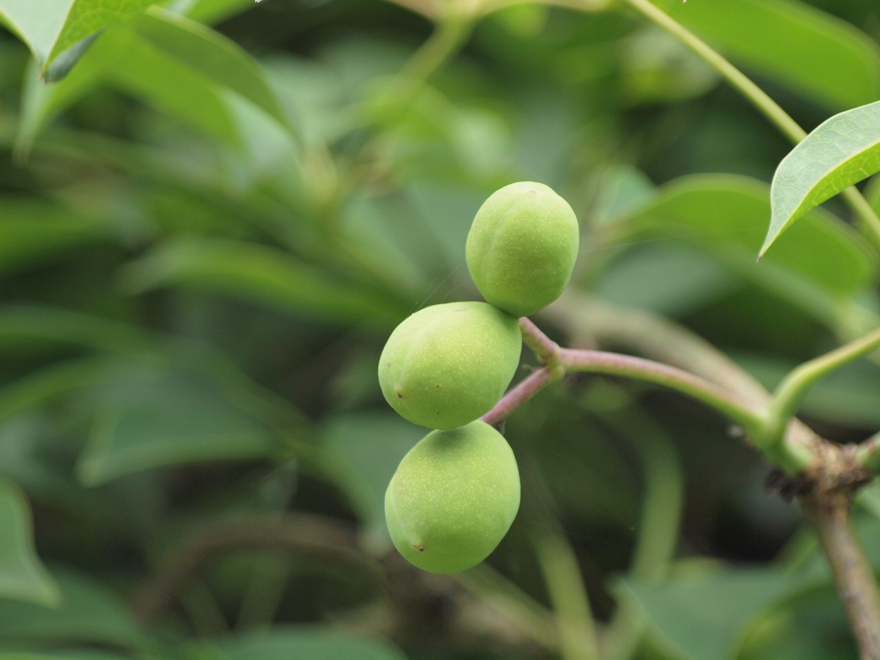 『角胡麻(ツノゴマ)と木大角豆(キササゲ)と菊苦菜(キクニガナ)や馬の鈴草(ウマノスズクサ)等･････』_d0054276_19573055.jpg