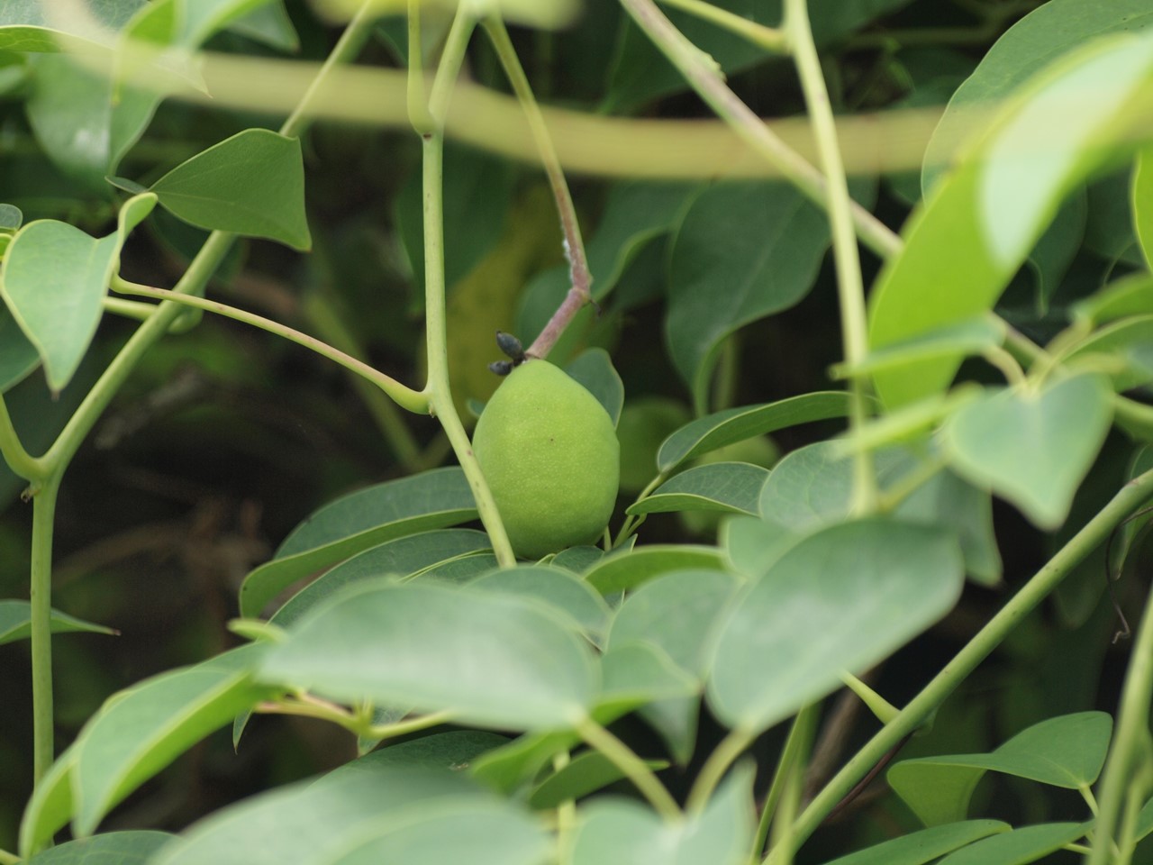 『角胡麻(ツノゴマ)と木大角豆(キササゲ)と菊苦菜(キクニガナ)や馬の鈴草(ウマノスズクサ)等･････』_d0054276_19573979.jpg