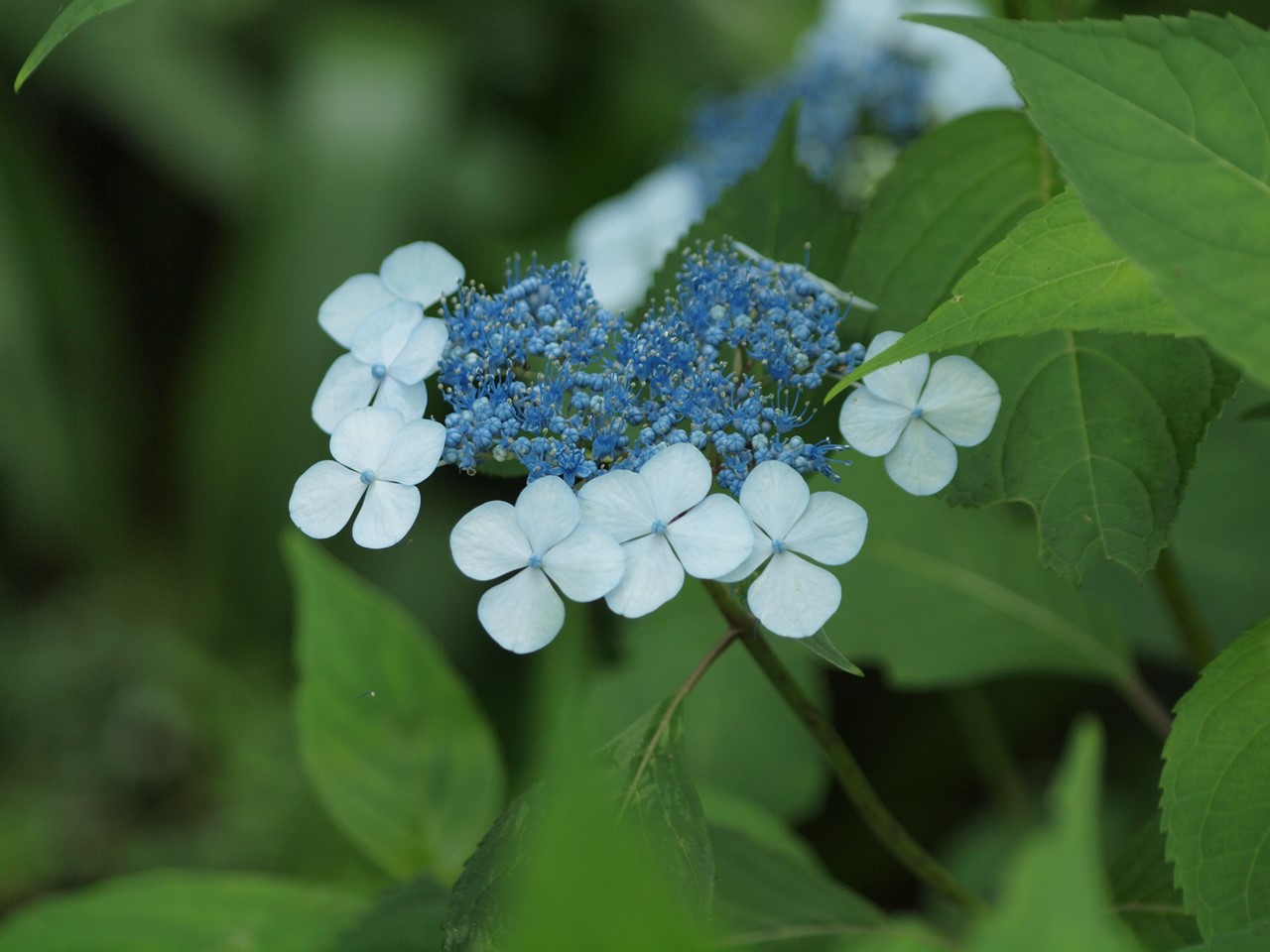 『角胡麻(ツノゴマ)と木大角豆(キササゲ)と菊苦菜(キクニガナ)や馬の鈴草(ウマノスズクサ)等･････』_d0054276_19574997.jpg