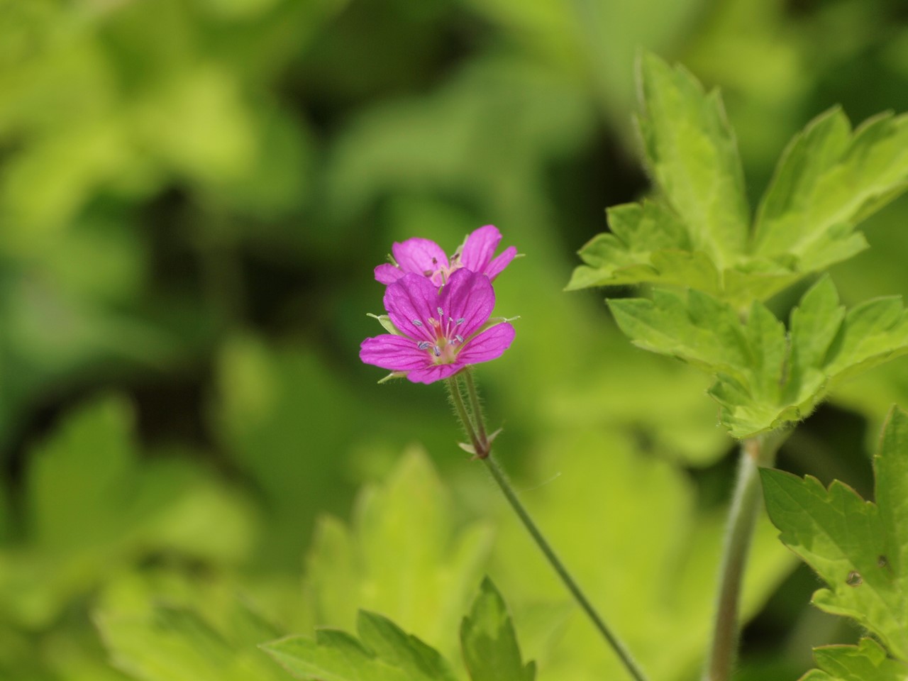 『角胡麻(ツノゴマ)と木大角豆(キササゲ)と菊苦菜(キクニガナ)や馬の鈴草(ウマノスズクサ)等･････』_d0054276_1957918.jpg