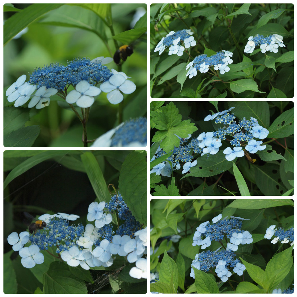 『角胡麻(ツノゴマ)と木大角豆(キササゲ)と菊苦菜(キクニガナ)や馬の鈴草(ウマノスズクサ)等･････』_d0054276_19581811.jpg