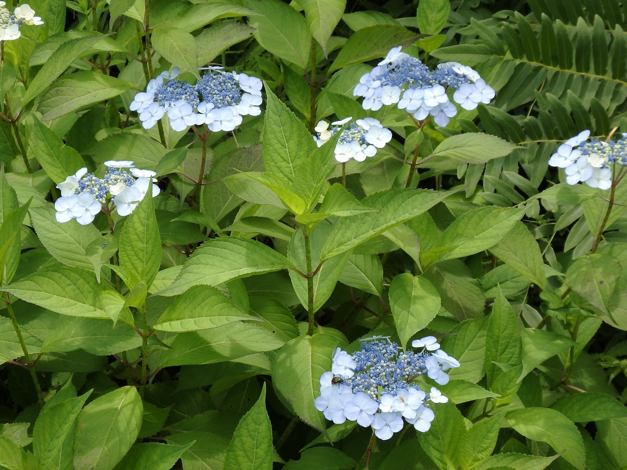 『角胡麻(ツノゴマ)と木大角豆(キササゲ)と菊苦菜(キクニガナ)や馬の鈴草(ウマノスズクサ)等･････』_d0054276_19583197.jpg