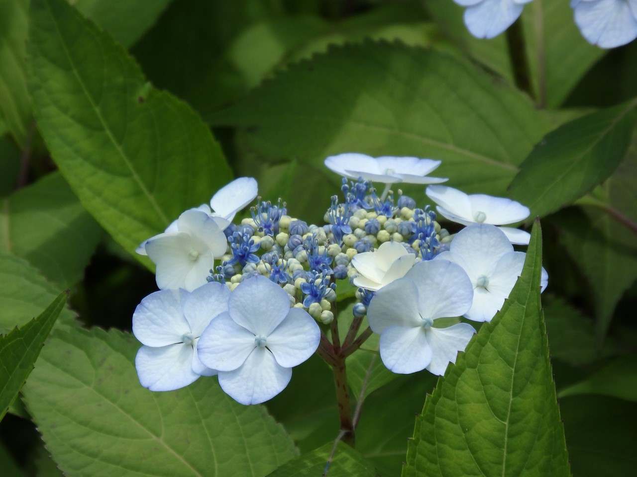 『角胡麻(ツノゴマ)と木大角豆(キササゲ)と菊苦菜(キクニガナ)や馬の鈴草(ウマノスズクサ)等･････』_d0054276_1958871.jpg