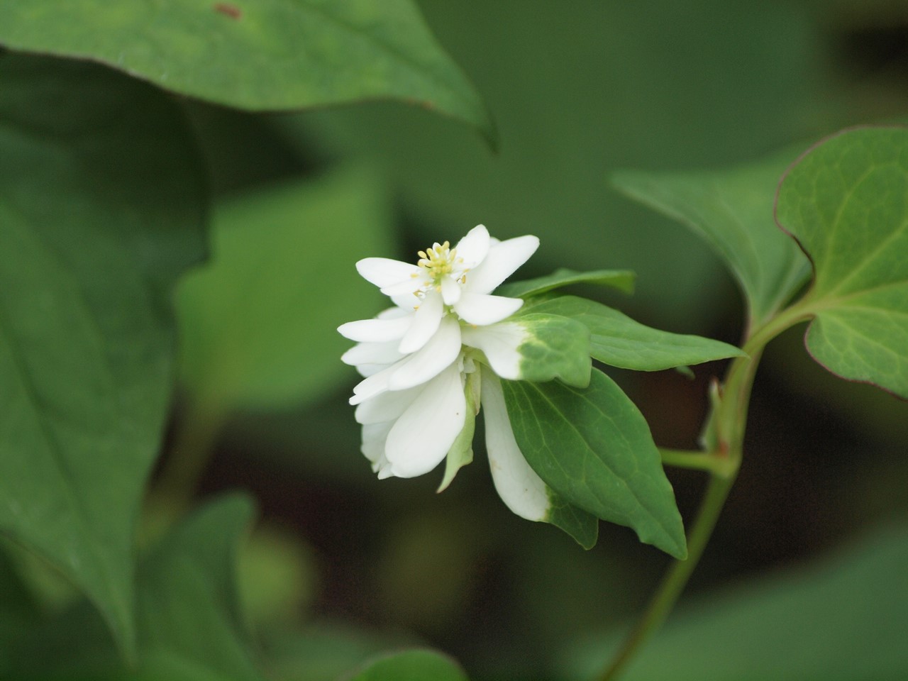 『角胡麻(ツノゴマ)と木大角豆(キササゲ)と菊苦菜(キクニガナ)や馬の鈴草(ウマノスズクサ)等･････』_d0054276_19593522.jpg