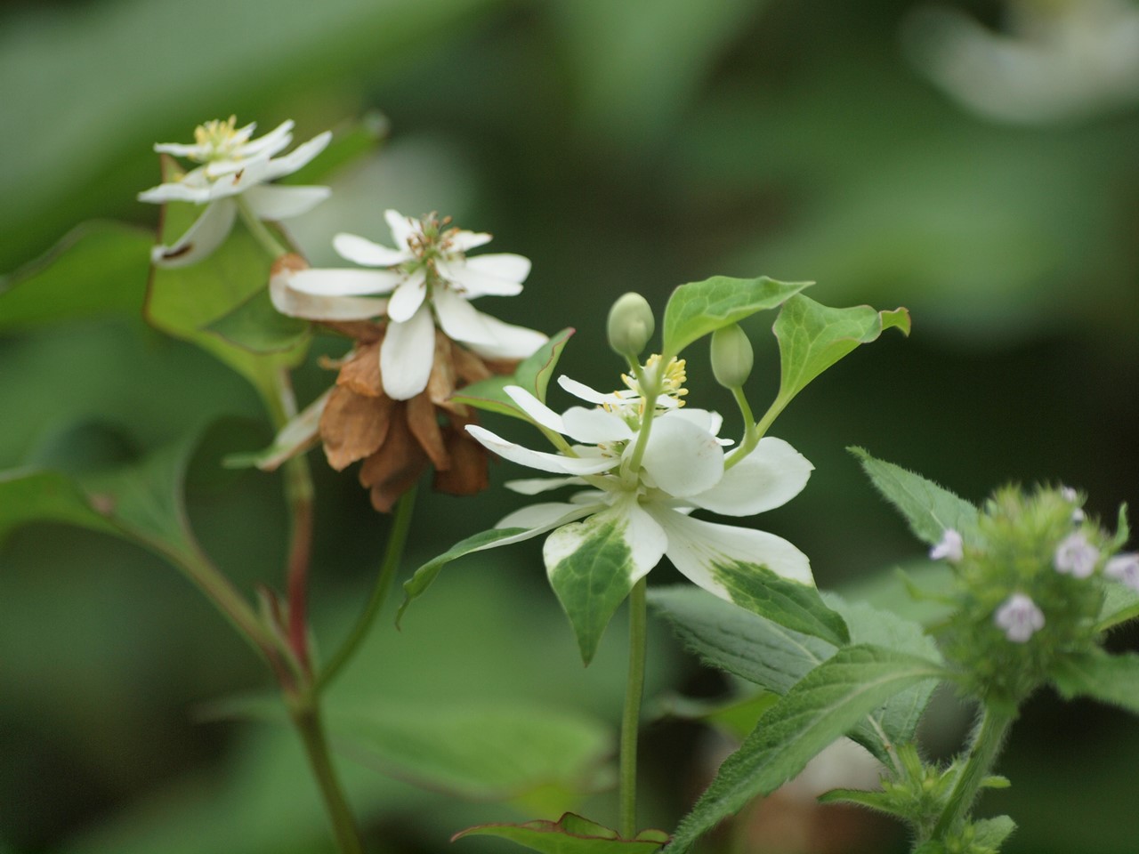 『角胡麻(ツノゴマ)と木大角豆(キササゲ)と菊苦菜(キクニガナ)や馬の鈴草(ウマノスズクサ)等･････』_d0054276_195945100.jpg