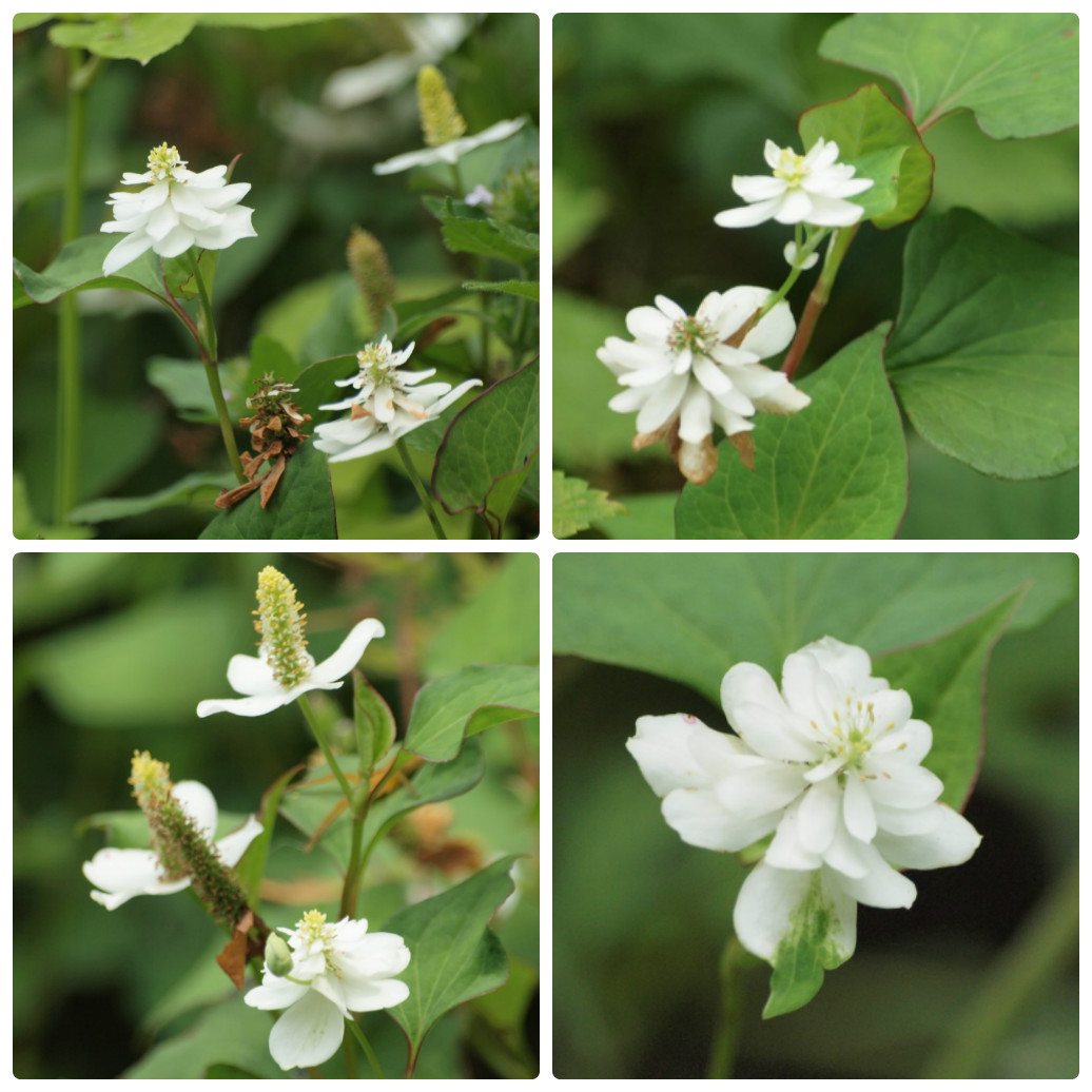 『角胡麻(ツノゴマ)と木大角豆(キササゲ)と菊苦菜(キクニガナ)や馬の鈴草(ウマノスズクサ)等･････』_d0054276_19595424.jpg