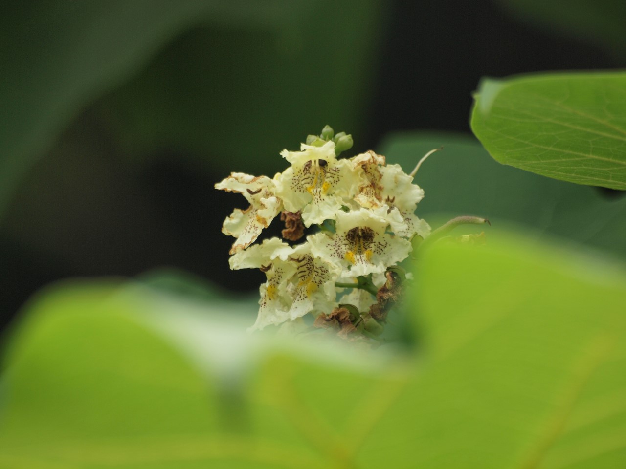 『角胡麻(ツノゴマ)と木大角豆(キササゲ)と菊苦菜(キクニガナ)や馬の鈴草(ウマノスズクサ)等･････』_d0054276_200133.jpg