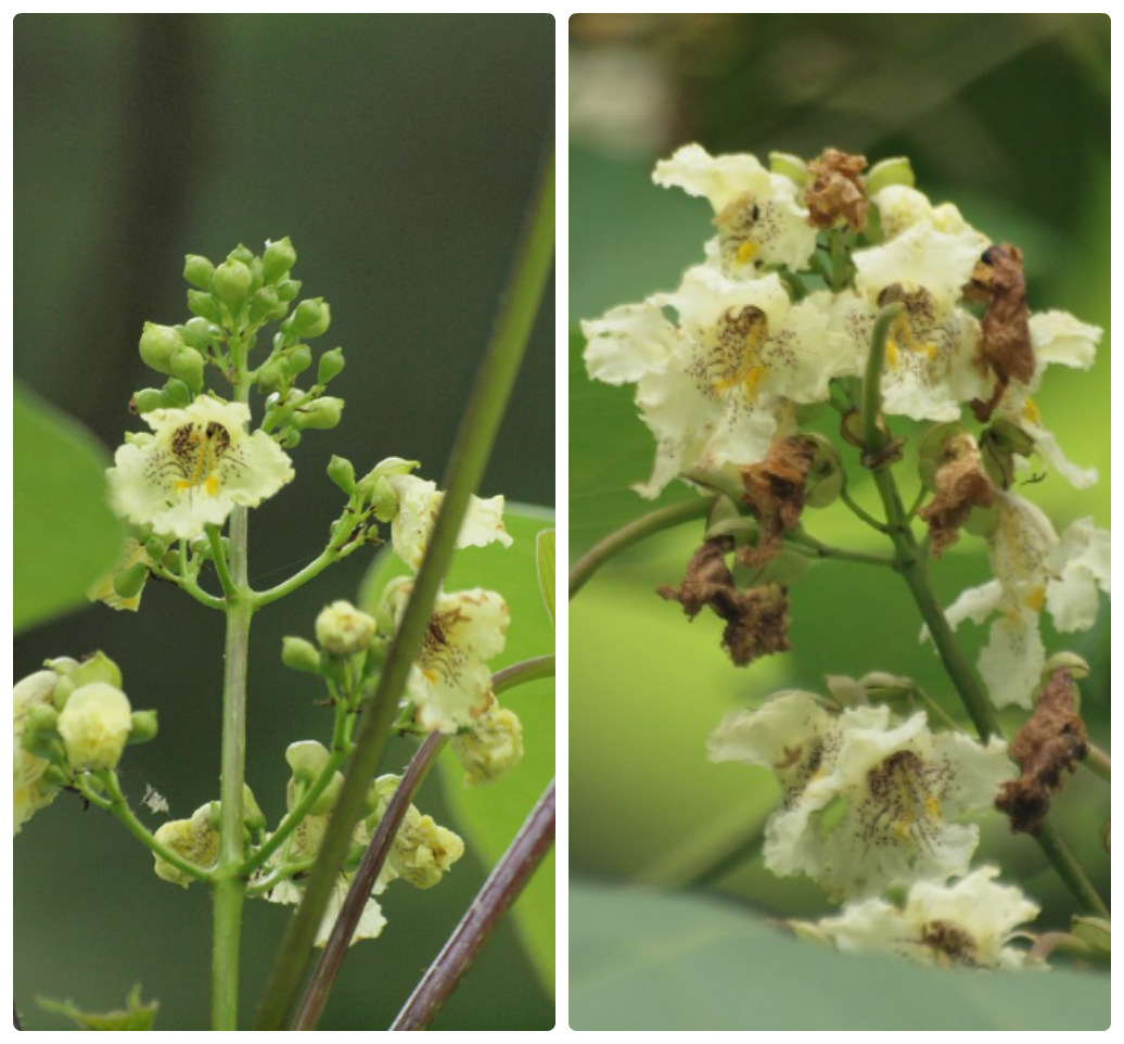 『角胡麻(ツノゴマ)と木大角豆(キササゲ)と菊苦菜(キクニガナ)や馬の鈴草(ウマノスズクサ)等･････』_d0054276_2002287.jpg