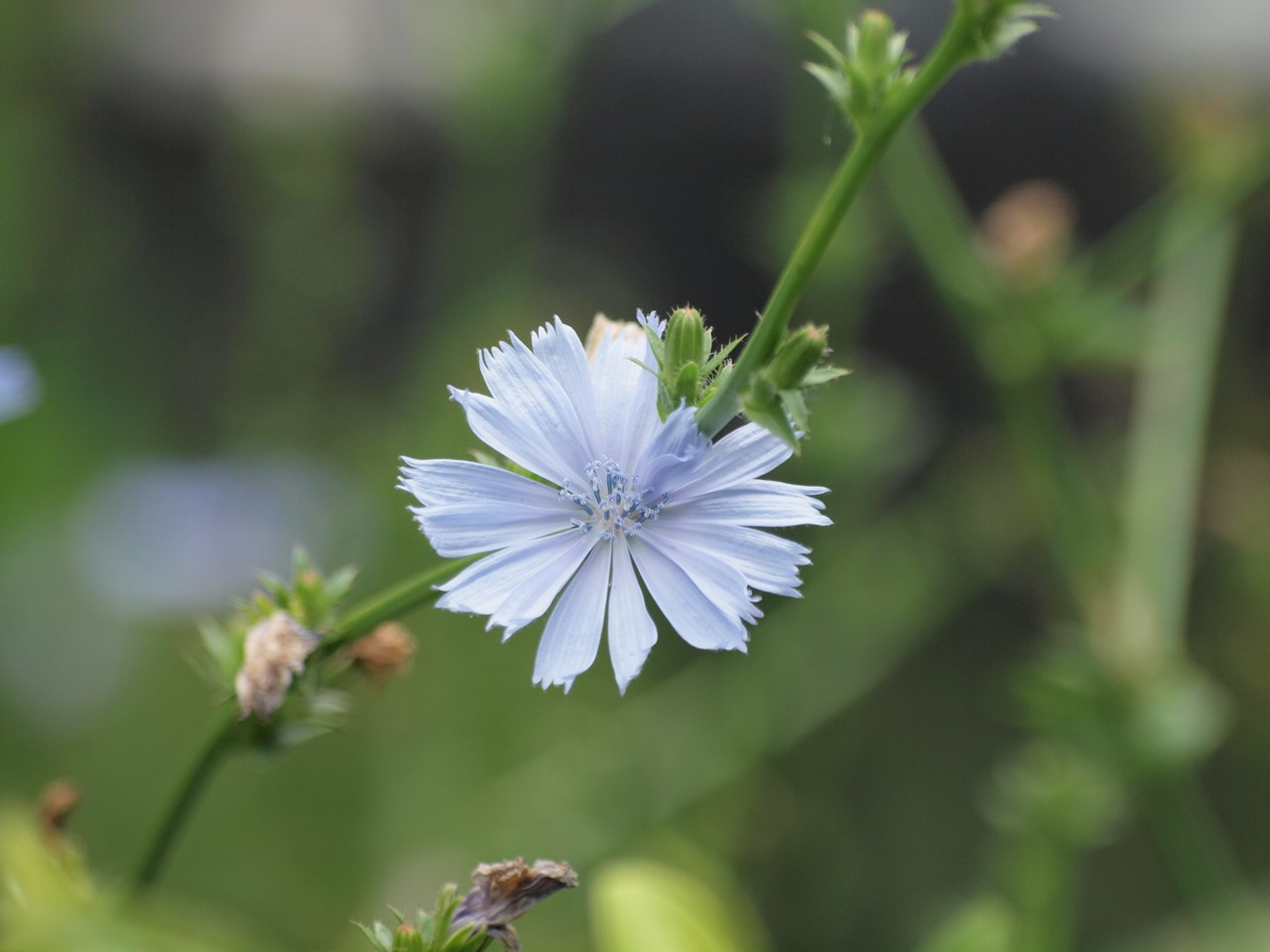 『角胡麻(ツノゴマ)と木大角豆(キササゲ)と菊苦菜(キクニガナ)や馬の鈴草(ウマノスズクサ)等･････』_d0054276_2003591.jpg