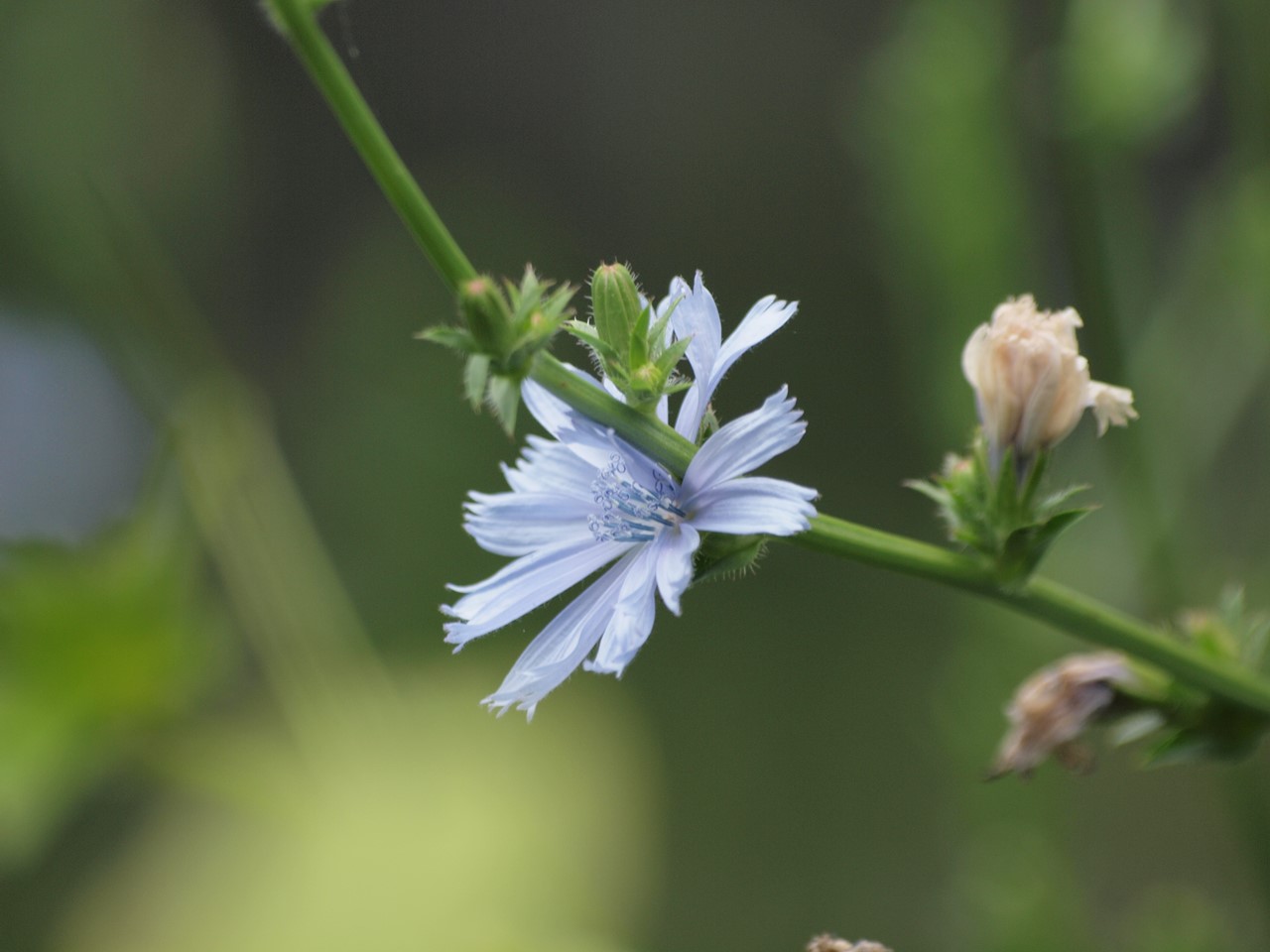 『角胡麻(ツノゴマ)と木大角豆(キササゲ)と菊苦菜(キクニガナ)や馬の鈴草(ウマノスズクサ)等･････』_d0054276_2004541.jpg