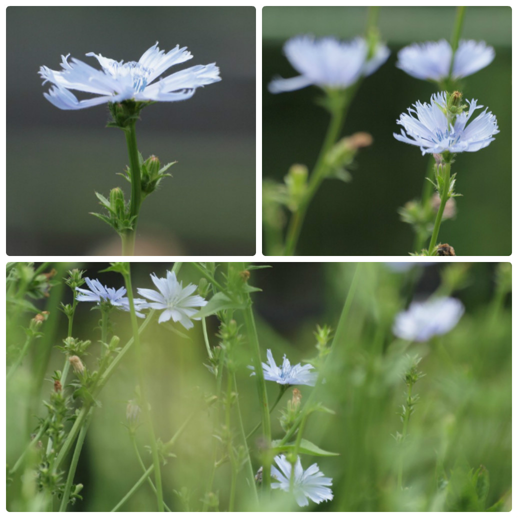 『角胡麻(ツノゴマ)と木大角豆(キササゲ)と菊苦菜(キクニガナ)や馬の鈴草(ウマノスズクサ)等･････』_d0054276_2005578.jpg