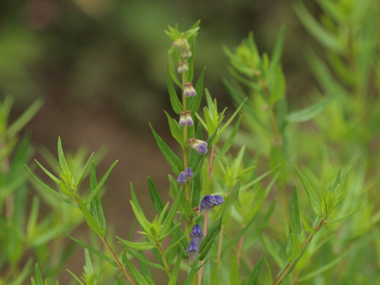 『角胡麻(ツノゴマ)と木大角豆(キササゲ)と菊苦菜(キクニガナ)や馬の鈴草(ウマノスズクサ)等･････』_d0054276_2011518.jpg