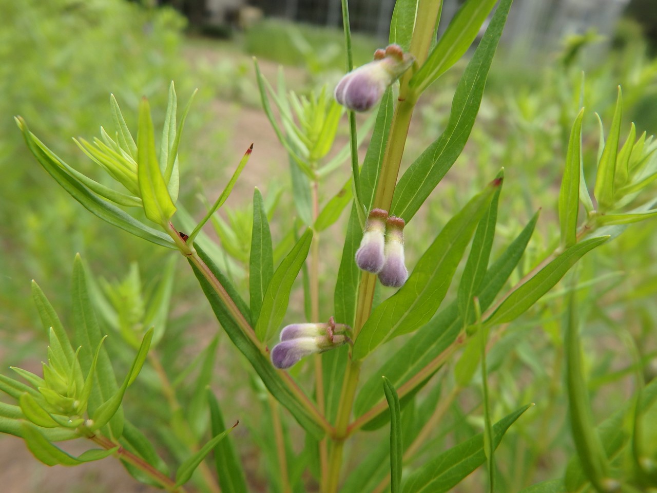 『角胡麻(ツノゴマ)と木大角豆(キササゲ)と菊苦菜(キクニガナ)や馬の鈴草(ウマノスズクサ)等･････』_d0054276_201267.jpg