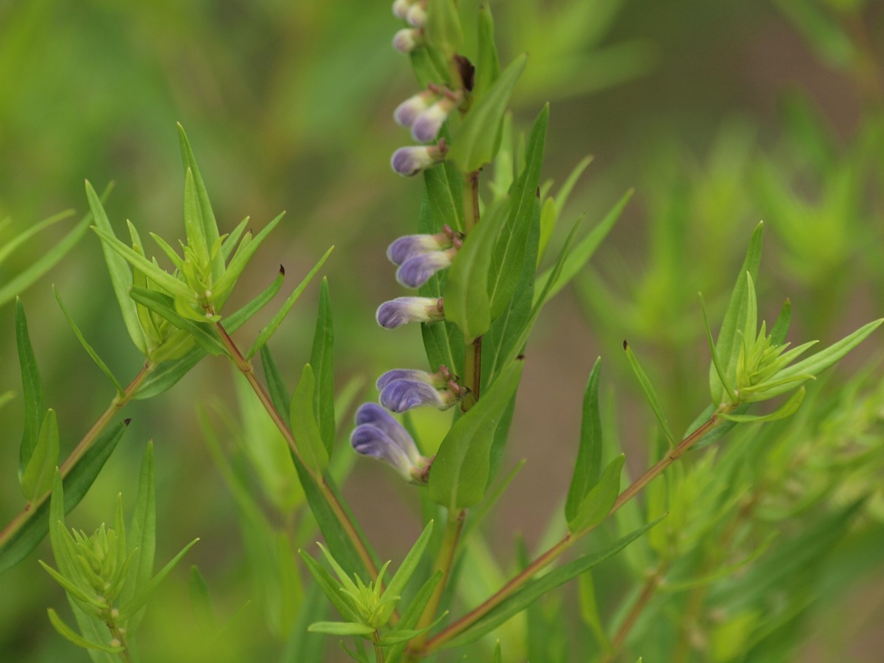 d0054276_201581.jpg